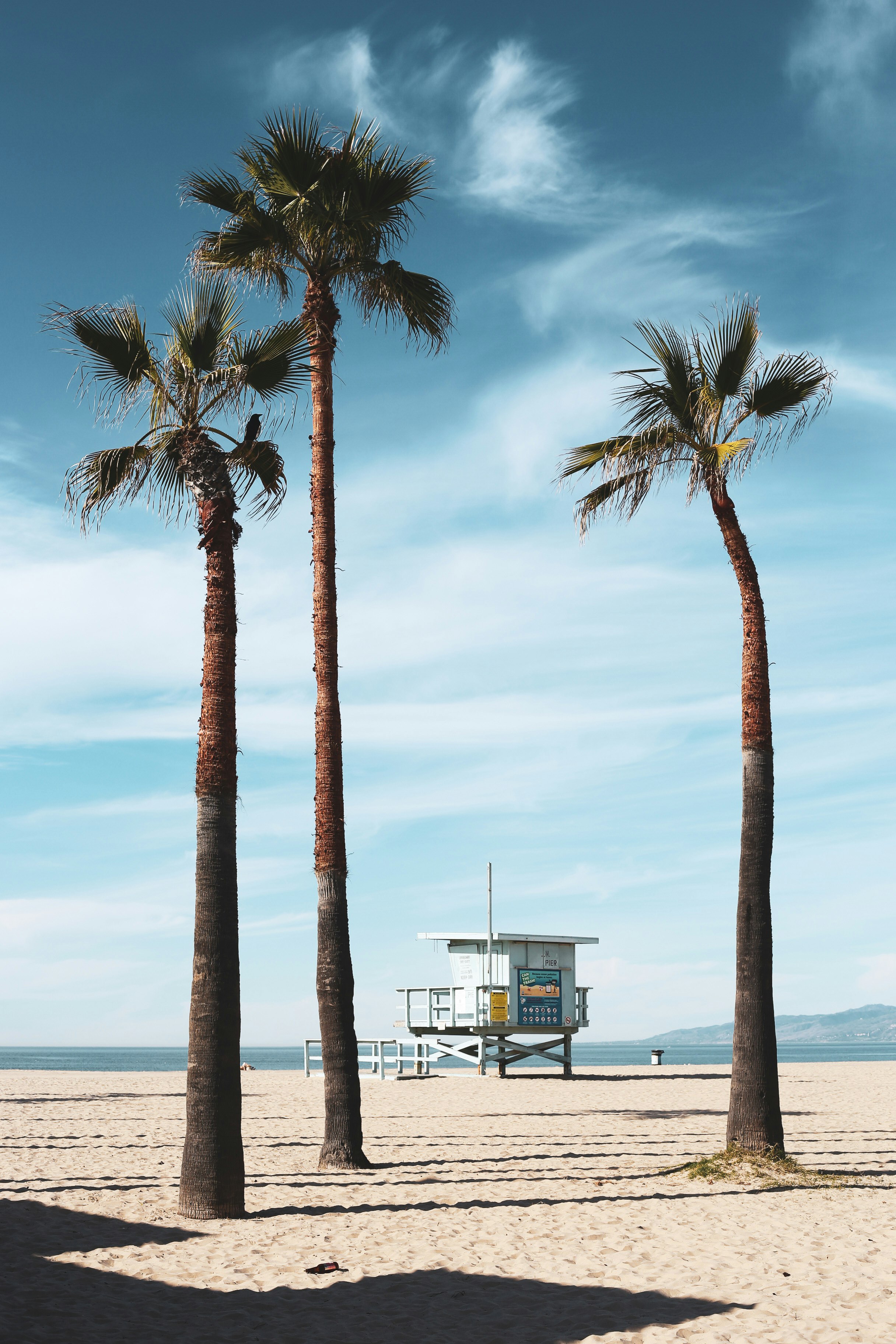 palm tree near body of water during daytime